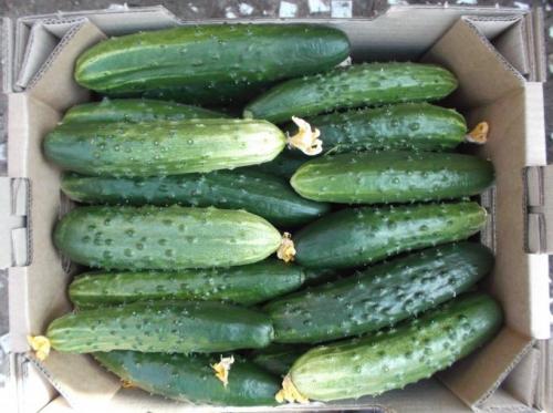 Как сохранить огурцы на зиму в свежем виде. Как сохранить огурцы свежими на месяц и больше