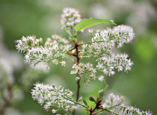 Корневая система черемухи. Достоинства черемухи 09 Корневая система черемухи. Достоинства черемухи 09