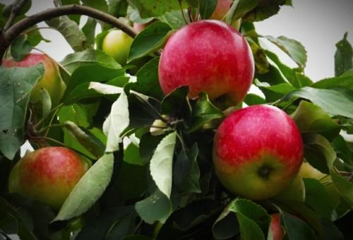 Можно ли сажать тую во дворе дома приметы. Какие деревья нельзя сажать на участке — приметы для садоводов