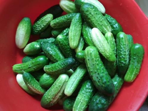 Вкусные огурцы на зиму в литровых банках с уксусом. Самые вкусные маринованные огурцы на зиму — рецепт на 2 литровую банку: