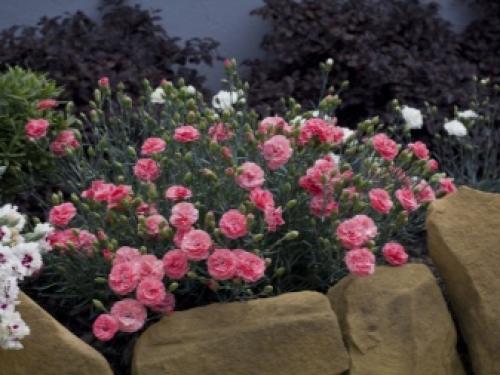 Когда пересаживать гвоздику многолетнюю. Семенное размножение 04 Когда пересаживать гвоздику многолетнюю. Семенное размножение 04