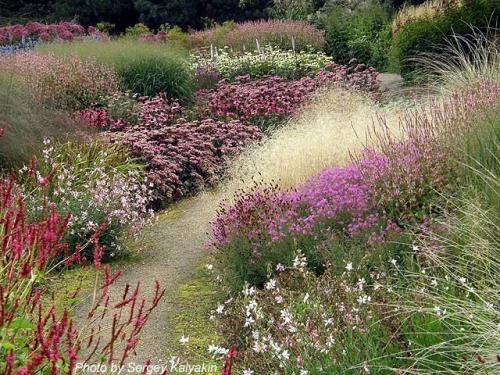 Piet oudolf. С юбилеем, Пит Удольф!
