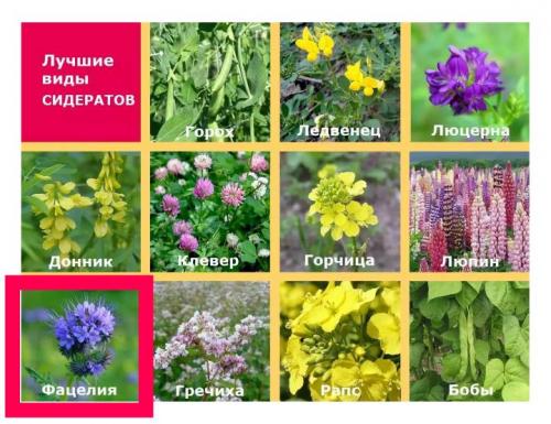 Фацелия многолетняя. Цветок фацелия: фото, разновидности, секреты по уходу и выращиванию