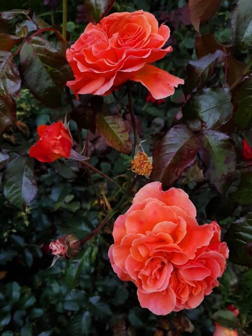 Укрытие роз спанбондом. Скоро зима. Кто согреет наши РОЗЫ?