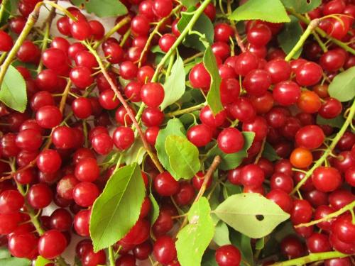 Когда созревает черемуха. Полезна ли красная черемуха