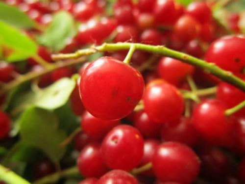 Когда созревает черемуха. Полезна ли красная черемуха