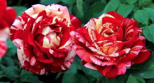 Роза кустовая сорта срезка. Чайно-гибридные розы. Сорта роз