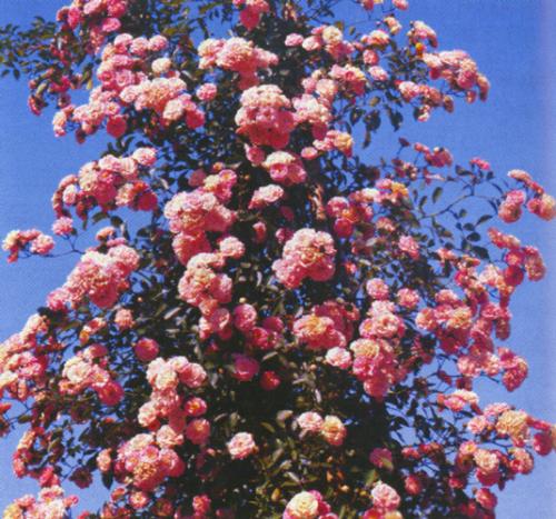 Мелкоцветковые розы сорта. 