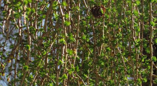 Лиственница тонкочешуйчатая пендула. Популярные виды лиственницы 14