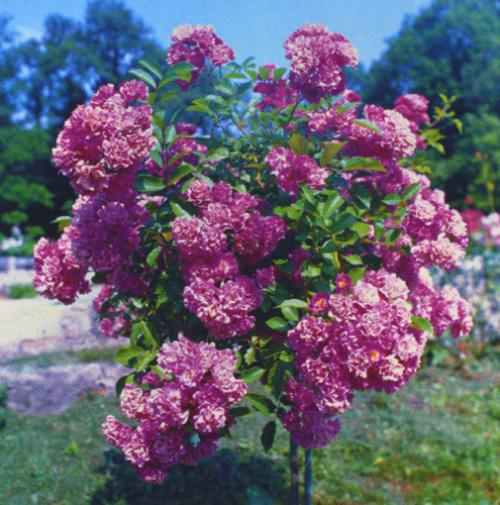 Мелкоцветковые розы сорта. 