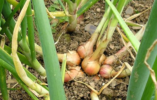 Можно ли сажать семейный лук под зиму и когда. Посадка семейного лука под зиму