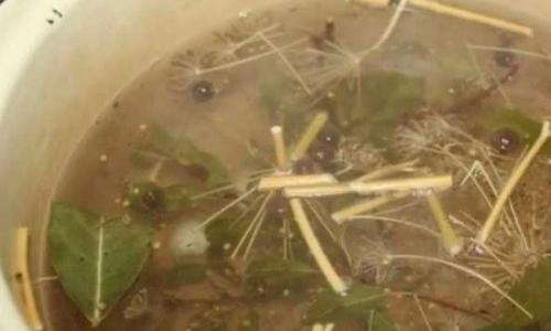 Самые вкусные маринованные белые грибы. Маринованные белые грибы на зиму, рецепты в банках без стерилизации