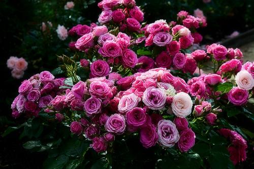 Розы садовые кустовые. Розы, какие они бывают