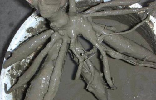 Как лечить деревья. Как вылечить дерево 02