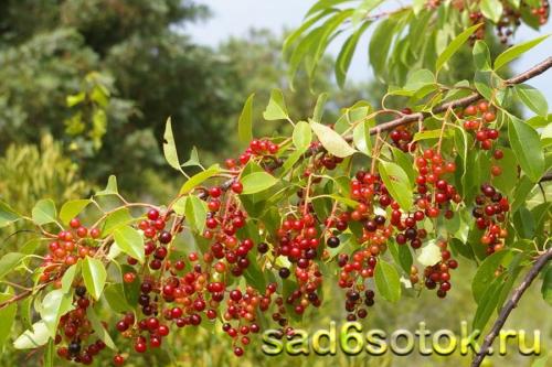 Растет ли черемуха в крыму. Где растет черемуха