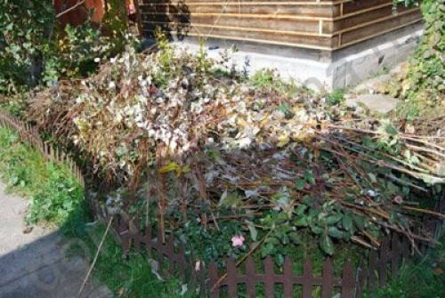 Розы при какой температуре укрывать. При какой температуре укрывать розы на зиму: советы и рекомендации 11