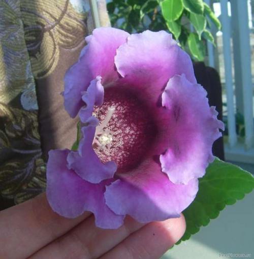 Глоксиния императрица пурпурная. Глоксиния императрица тигровая