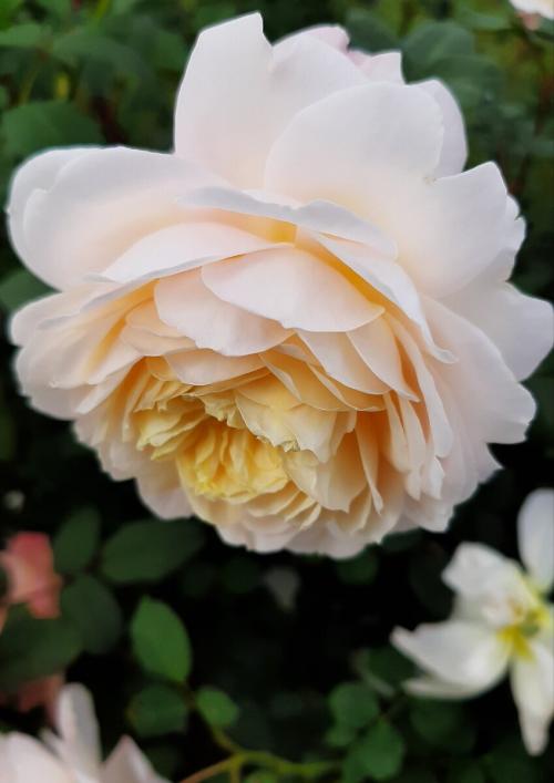 Укрытие роз спанбондом. Скоро зима. Кто согреет наши РОЗЫ?