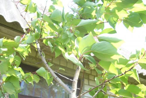 Сорта абрикоса для западной беларуси. Белорусские абрикосы, какие они?