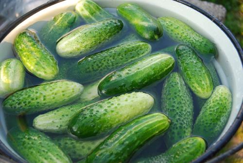 Малосольные огурцы на зиму в литровых банках. Как посолить огурцы на зиму — самые простые пошаговые рецепты. Засолка огурцов на 1 литр и 3 литровую банку