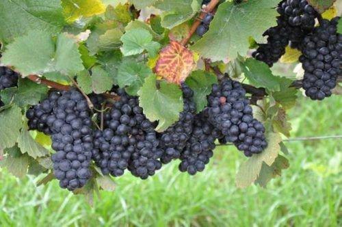 Лучшие сорта винограда для самарской области. Сорта винограда для виноделия 02