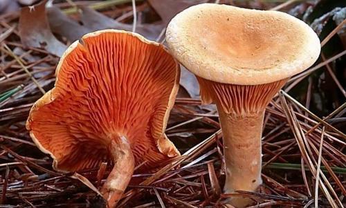 Луговые грибы ядовитые. ТОП-10 Ядовитых Грибов России 04