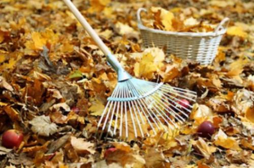 Как правильно посадить тюльпаны. Осенняя посадка