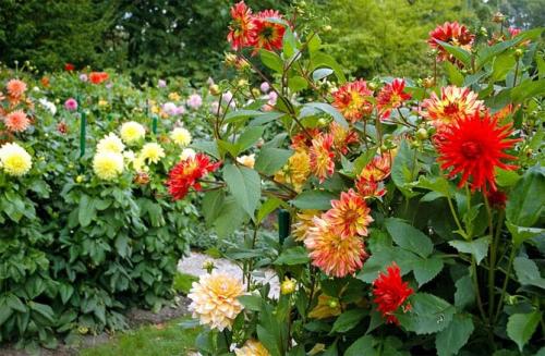 Георгин корень. Описание растения