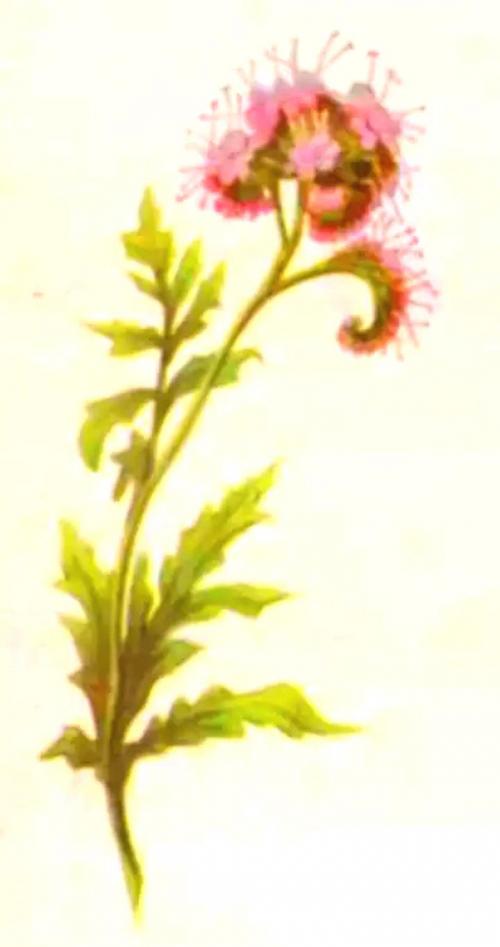 Фацелия многолетняя. Цветок фацелия: фото, разновидности, секреты по уходу и выращиванию