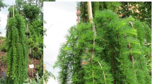 Лиственница тонкочешуйчатая пендула. Популярные виды лиственницы 15