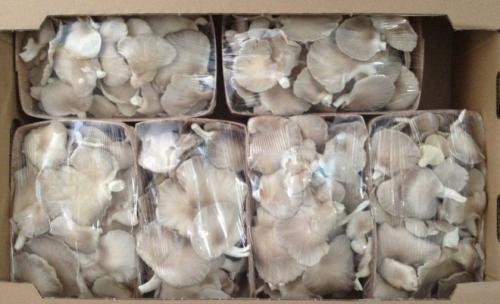 Почему вешенки горчат. Почему горчат вёшенки