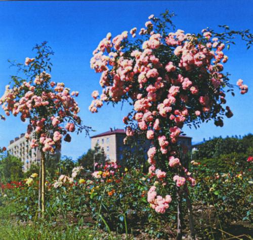 Мелкоцветковые розы сорта. 