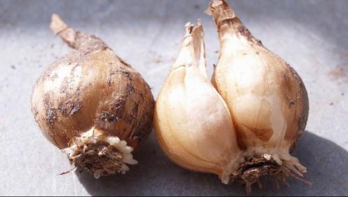 Можно ли сажать тюльпаны и нарциссы рядом. Нарциссы и тюльпаны отцвели, что делать дальше?