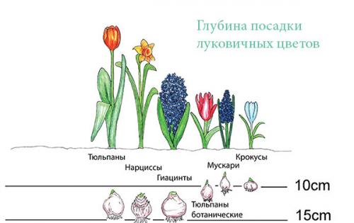 Можно ли сажать тюльпаны и нарциссы рядом. Нарциссы и тюльпаны отцвели, что делать дальше?