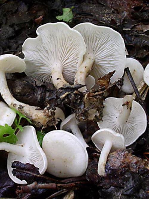 Ядовитые грибы луговые. ТОП-10 Ядовитых Грибов России 15