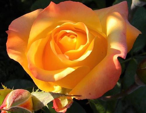 Роза кустовая сорта срезка. Чайно-гибридные розы. Сорта роз