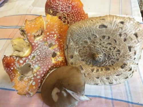 Какие грибы синеют при варке. Можно ли определить, есть ли среди грибов ядовитые, во время их приготовления