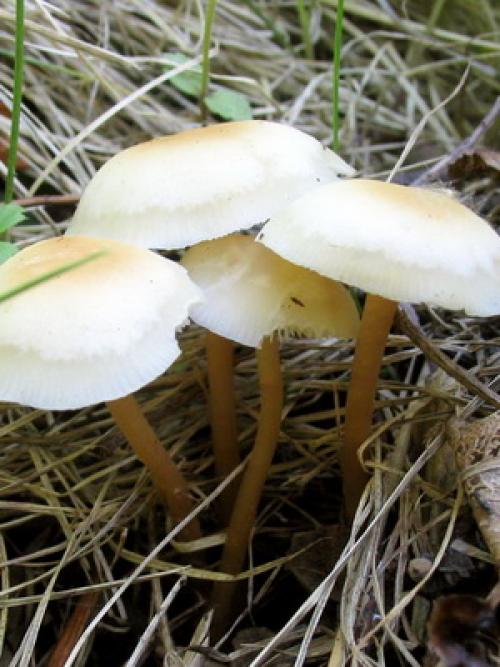 Ядовитые грибы луговые. ТОП-10 Ядовитых Грибов России 13