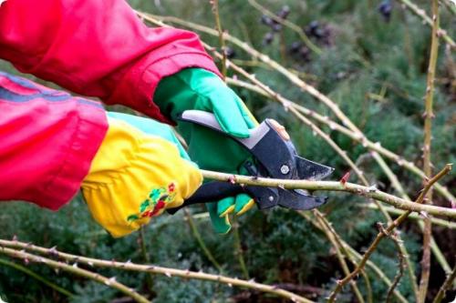 Подготовка роз к зиме. Подготовка розы к зиме в саду и на даче – главные правила ухода за кустами