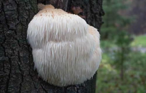 Гриб оленья борода. Грибы российских лесов. Грибная лапша или голова обезьяны. Кто этот красавец из Красной Книги?