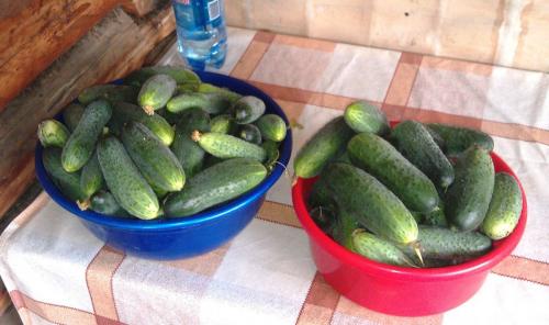 Огурцы, как сохранить на зиму. Как сохранить огурцы свежими на месяц и больше