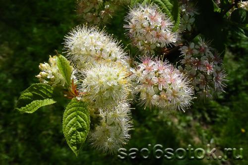Растет ли черемуха в крыму. Где растет черемуха