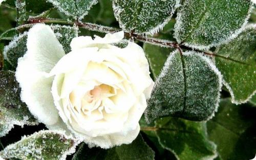 Подготовка роз к зиме. Подготовка розы к зиме в саду и на даче – главные правила ухода за кустами