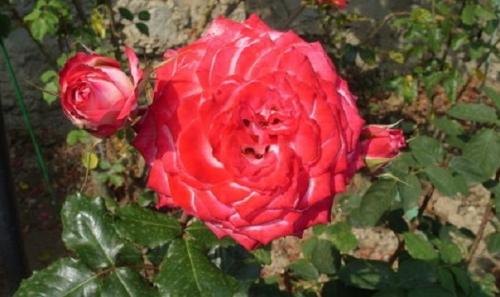 Роза кустовая сорта срезка. Чайно-гибридные розы. Сорта роз