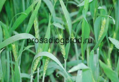 Норма высева овса на 1 сотку. Посев овса в огороде