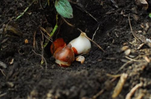 Как правильно посадить тюльпаны. Осенняя посадка