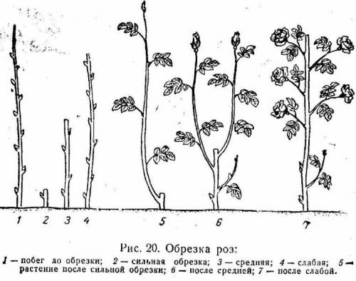 Подготовка роз к зиме. Подготовка розы к зиме в саду и на даче – главные правила ухода за кустами