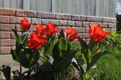 Можно ли сажать нарциссы и тюльпаны весной. Правила для луковичных. Как и когда высаживать тюльпаны и нарциссы