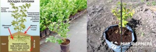 Голубика садовая посадка и уход сорта в украине. Главное меню 03