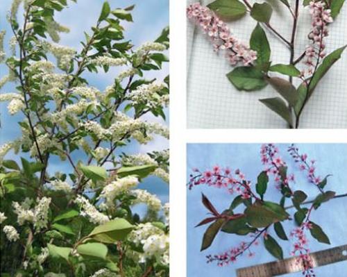 Корневая система черемухи. Достоинства черемухи 06 Корневая система черемухи. Достоинства черемухи 06